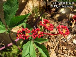 Image result for Cissus guerkeana