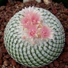 Pin On Cactus And Succulents