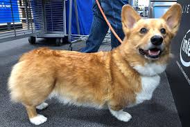 The Corgi Truth Weight Matters Littlecooperbear