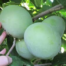 Stark® montmorency pie cherry (122) starting at $59.99. What Is A Pawpaw Fruit Where To Buy And How To Eat The Tropical Fruit