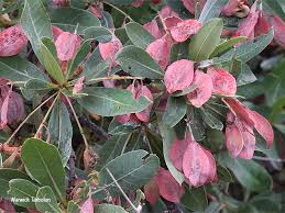 Image result for Terminalia sericea