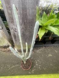 Image result for Kleinia longiflora