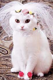 20 Cats In Bridal Costume Cute Cats Cute Cats Photos Cats