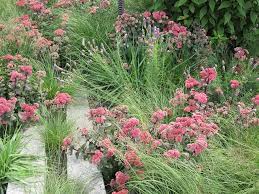Sedum Red Cauli