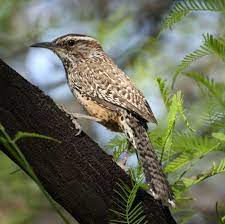 The best time to harvest the barrel cactus fruits is after they turn bright yellow. Cactus Wren Wikipedia