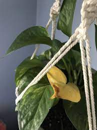 Pothos Leaf Turned Yellow Google Says Its From Overwatering And Root Rot Can Anyone That Knows About This Plant Confirm Thats What Plants Plant Leaves Leaves