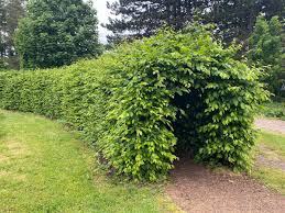 Image result for Živý plot z habru