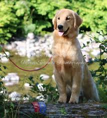 Check spelling or type a new query. Green Valley Goldens Quality Companion Golden Retrievers Akc Ukc Iabca Grca Cca
