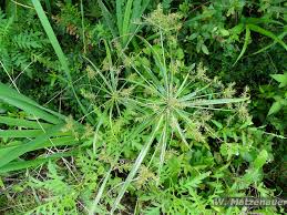 Image result for Ascolepis densa