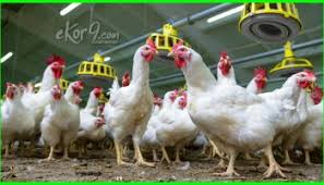 10 Jenis Ayam Petelur Terbaik Paling Unggul Di Dunia Dan Gambarnya Dunia Fauna Hewan Binatang Tumbuhan Dunia Fauna Hewan Binatang Tumbuhan