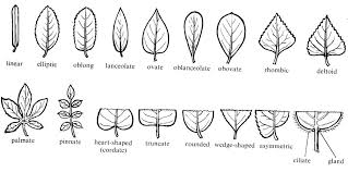 tree leaf shapes biological science picture directory