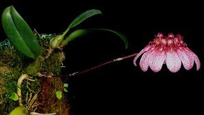 Image result for Bulbophyllum burttii