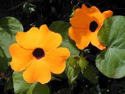 Thunbergia Seeds Black Eyed Susan Vine Thunbergia Alata 50 Seeds Ebay Black Eyed Susan Vine Black Eyed Susan Flowers Perennials