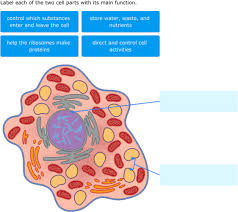 Cell wall description properties components communication. Ixl Animal Cell Diagrams Label Parts 6th Grade Science