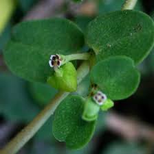 Image result for Euphorbia serpens