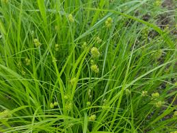 Image result for Sebaea sedoides