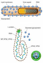 Pin On Eloba Outbreaks