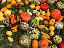 Cucurbitacees Courges Potirons Pumpkin Pumpkin Patch Jardin