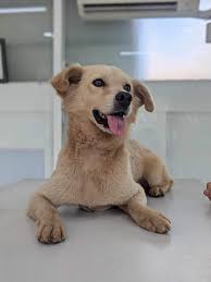 Lost Dog in Hougang St 51-555, Last Seen 549-550