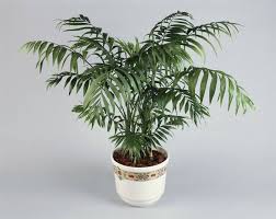 Parlor palm — noun 1. Chamaedorea Elegans Indoor House Plants Air Purifying Plant