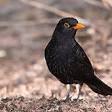 Common blackbird