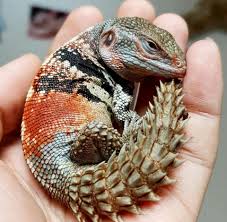 Black And White Tegu Lizard In South Carolina Pin By Daniel Wc Dickson On Animals Pet Lizards Lizard Weird Animals