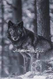 pin by الحمد لله at 33319 on مقولة wolf world black wolf dog doctor