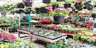 Harga tanaman hias peace lily sepatu filum. 8 Toko Tanaman Hias Lengkap Di Indonesia Layani Pembelian Secara Online Lho