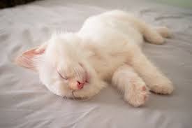 He's the jealous type lol. What Do Common Cat Sleeping Positions Mean Litter Robot Blog