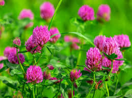 It is sown as a fodder crop for livestock and has long been used in crop rotation systems because of its ability to fix nitrogen, enriching soils. Red Clover Pictures Flowers Leaves Identification Trifolium Pratense