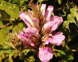Image result for Acanthus polystachyus