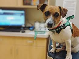 Pet wellness clinics proudly serves central indiana and the surrounding communities. Pet Wellness Clinics 36 Photos 38 Reviews Veterinarians 5640 E 71st St Indianapolis In United States Phone Number