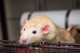 Dumbo rats are easy to spot due to their large ears. Dumbo Rat As A Pet Pet Comments