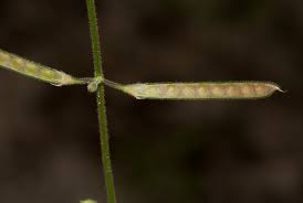 Image result for Tephrosia lupinifolia