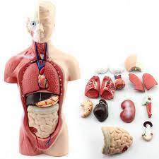 Its a wonder that it functions at all with so many varied parts. Human Torso Model Anatomy Model Of Human Internal Organs Of The Trunk Of A Human Body Medical Teaching Tool Skeleton Medical Science Aliexpress