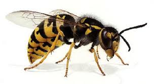 Vespa Vespidae Insetti Animali Artropodi