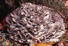 Is there a poisonous mushroom that looks like hen-of-the-woods?