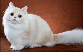 A bengal cat who has a domestic housecat mother and an asian leopard cat father is 50% asian leopard cat, 50% domestic cat and is considered f1. The Ultimate Guide To Different Types Of Cat Breeds 100 Feline Breeds