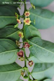 Image result for Phyllanthus macranthus