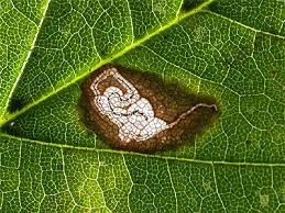 Image result for Stigmella speciosa