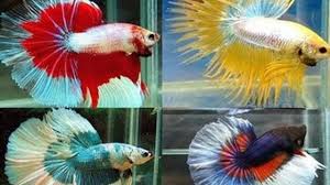 Bisnis Budidaya Ikan Cupang Bawa Hoki Di 2020 Ikan Cupang Ikan Betta