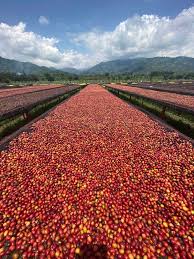 Coffee production in uganda pdf. Sucafina Specialty Kasese Mubuku Natural