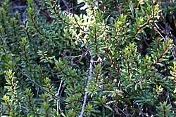 Image result for Embelia xylocarpa