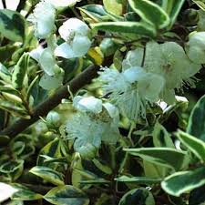 Image result for Tinnea apiculata