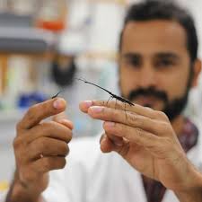 Stream episode FE: Enrico Rezende talks to Ummat Somjee about New Zealand  giraffe weevils by British Ecological Society podcast