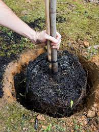 If there's too much clay, or too many rocks, it can be difficult for a why is your answer for best soil for trees different from another website? How To Plant A Tree Hgtv