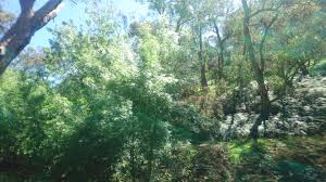 Introducing The Magnificent Belair National Park In The Adelaide Hills Region Of South Australia Part Five Steemit National Parks South Australia Australia