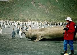 The overall score of big bull inh. Big Bull A Photo From South Georgia Island Other Trekearth