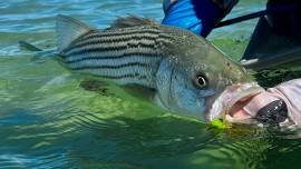 Orvis Fly Fishing School at Wequassett