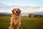 13 Best Big Dog Breeds: Top Large Dogs for Families and Kids